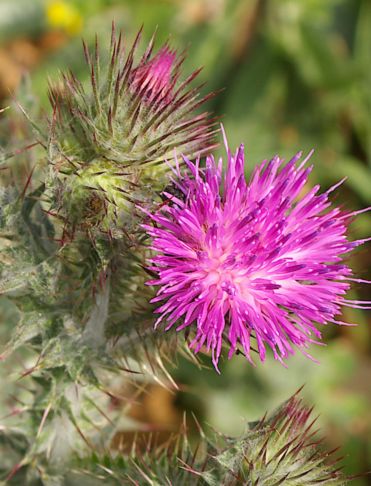 Carduus cfr. tenuiflorus e Onopordum acanthium